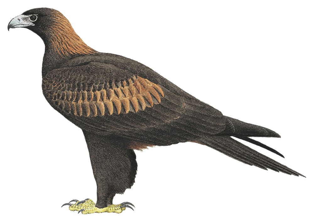 Wedge-tailed Eagle / Aquila audax