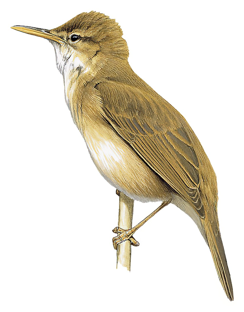 Large-billed Reed Warbler / Acrocephalus orinus