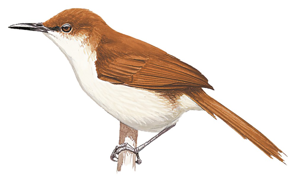 Red-and-white Spinetail / Certhiaxis mustelinus