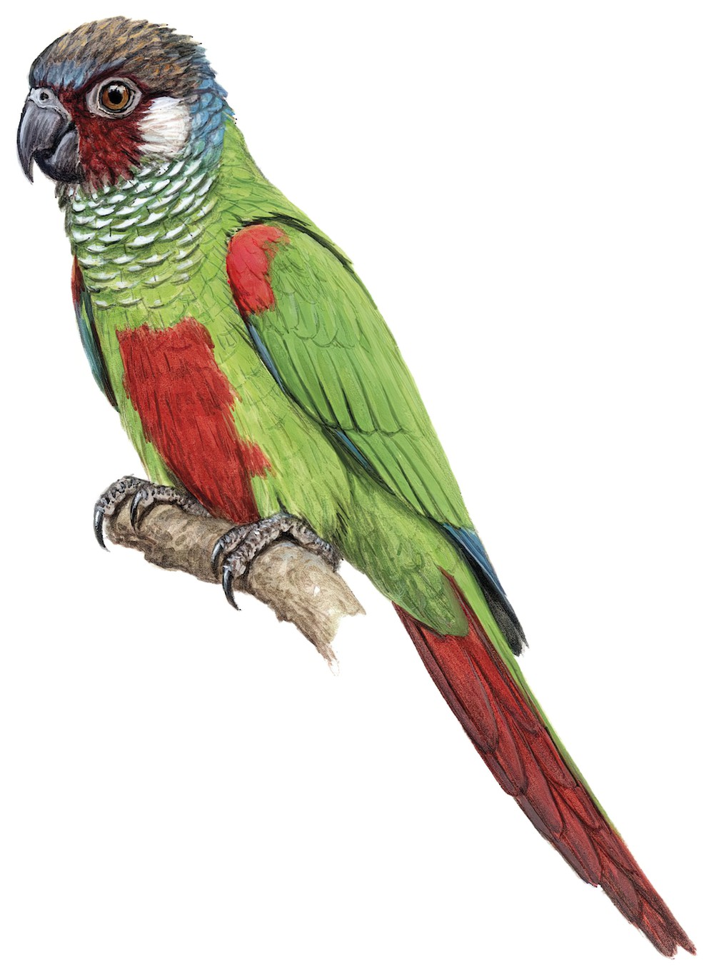 Maroon-faced Parakeet / Pyrrhura leucotis