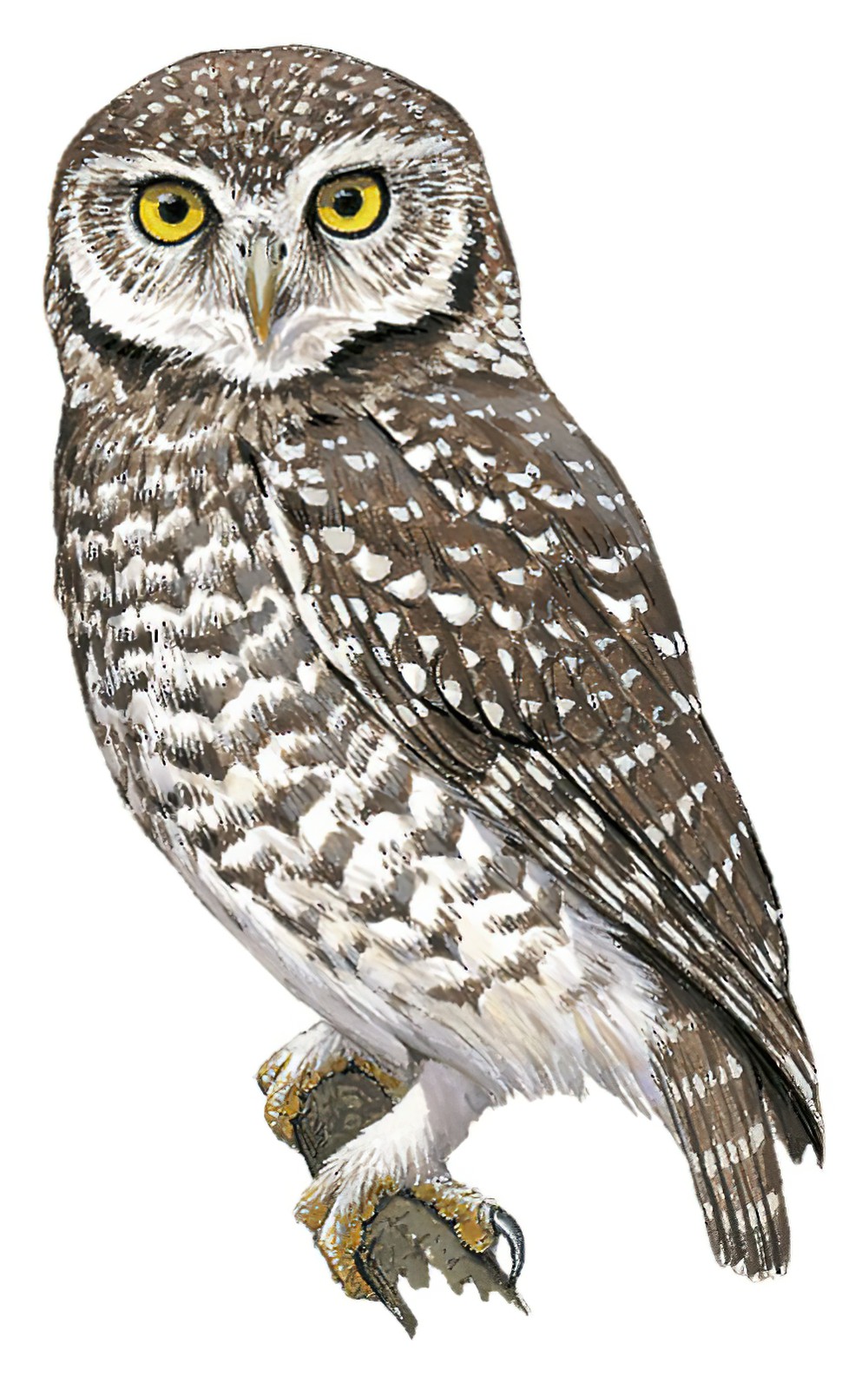 Spotted Owlet / Athene brama