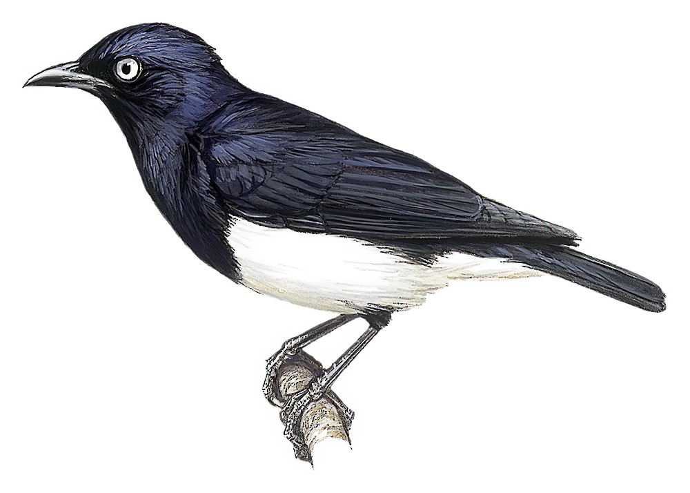 Abbott\'s Starling / Poeoptera femoralis