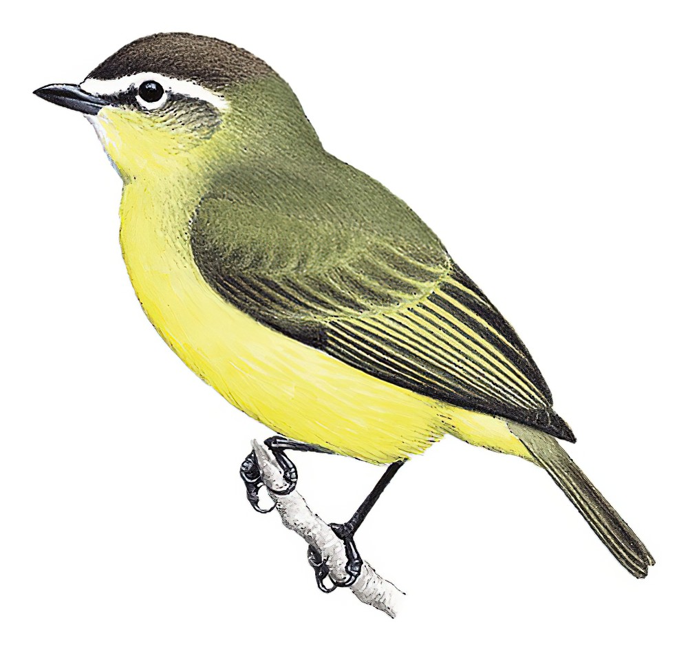 Brown-capped Tyrannulet / Ornithion brunneicapillus