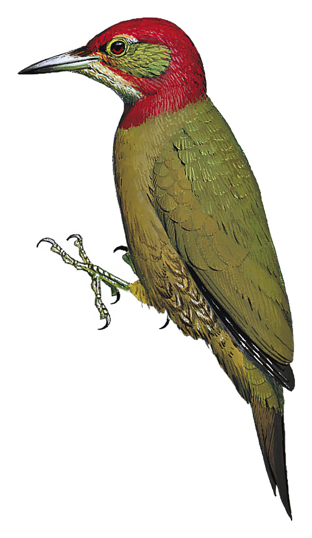 Red-collared Woodpecker / Picus rabieri
