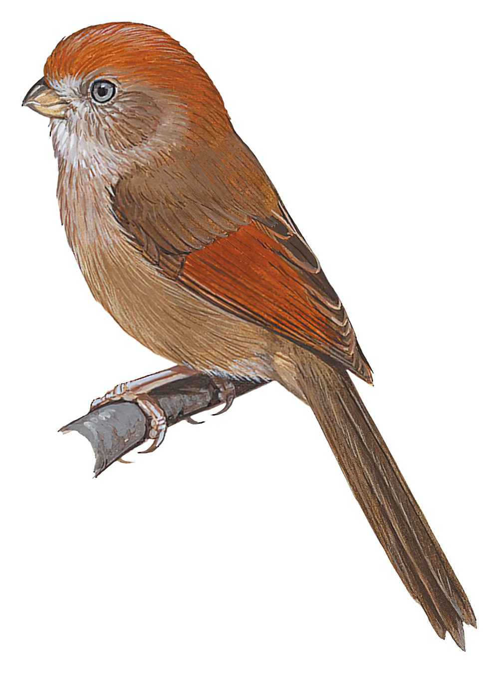 Ashy-throated Parrotbill / Sinosuthora alphonsiana