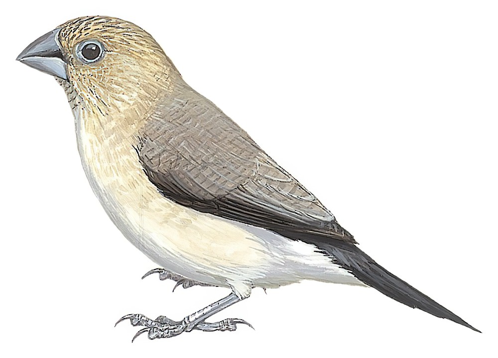 African Silverbill / Euodice cantans