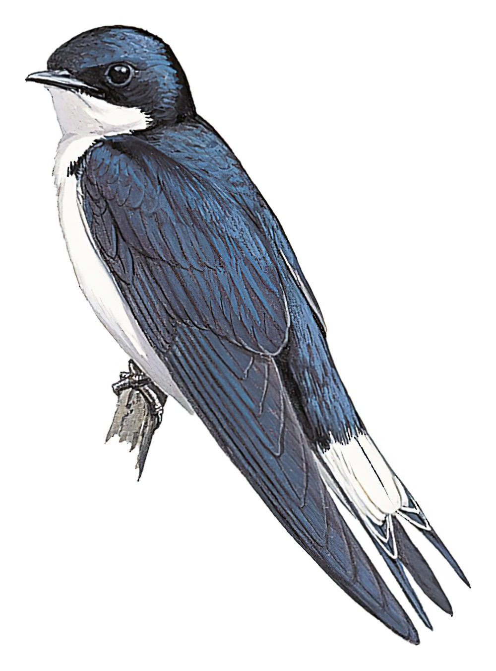 White-tailed Swallow / Hirundo megaensis