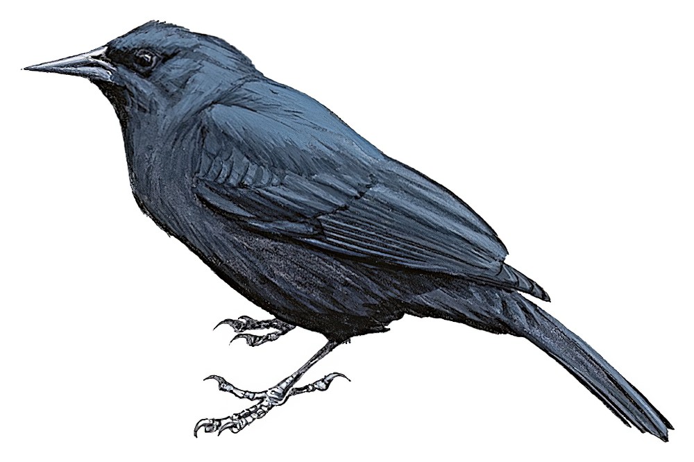 Jamaican Blackbird / Nesopsar nigerrimus