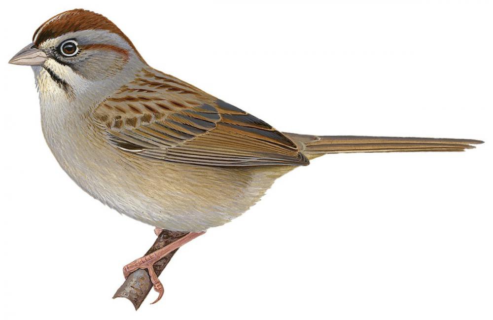 Rufous-crowned Sparrow / Aimophila ruficeps