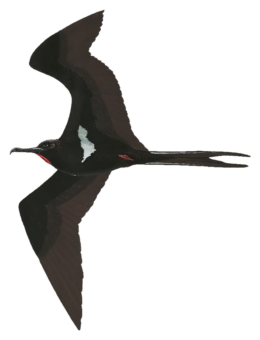 Lesser Frigatebird / Fregata ariel