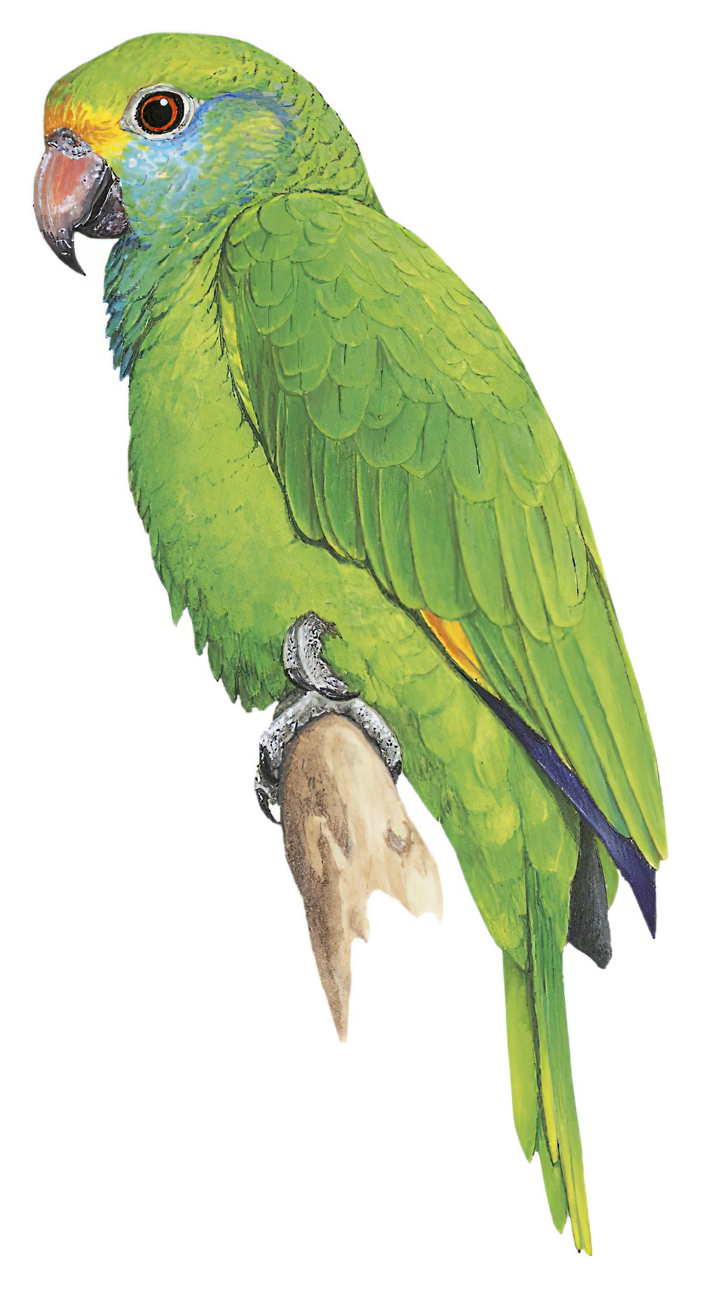 Blue-cheeked Parrot / Amazona dufresniana