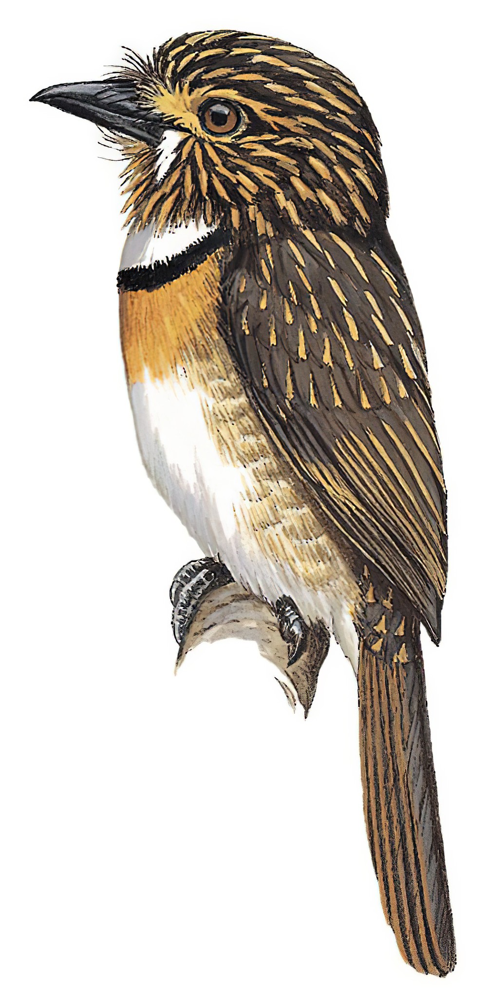 Crescent-chested Puffbird / Malacoptila striata