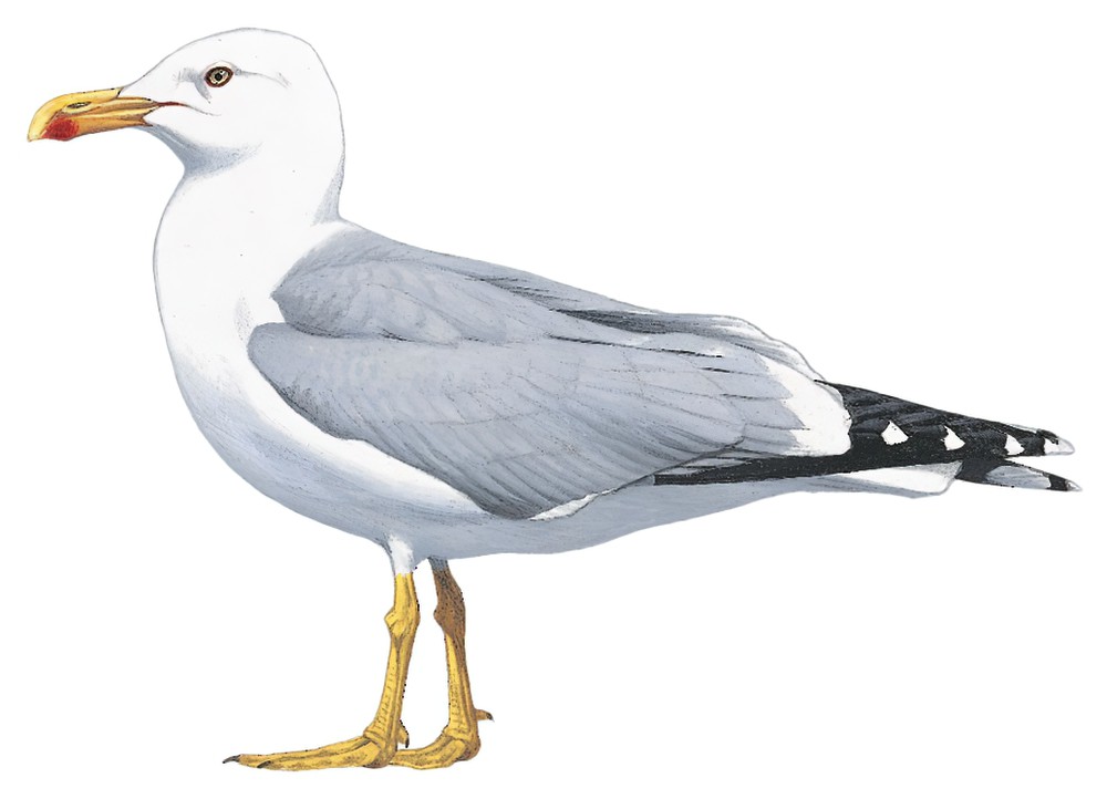 Yellow-legged Gull / Larus michahellis