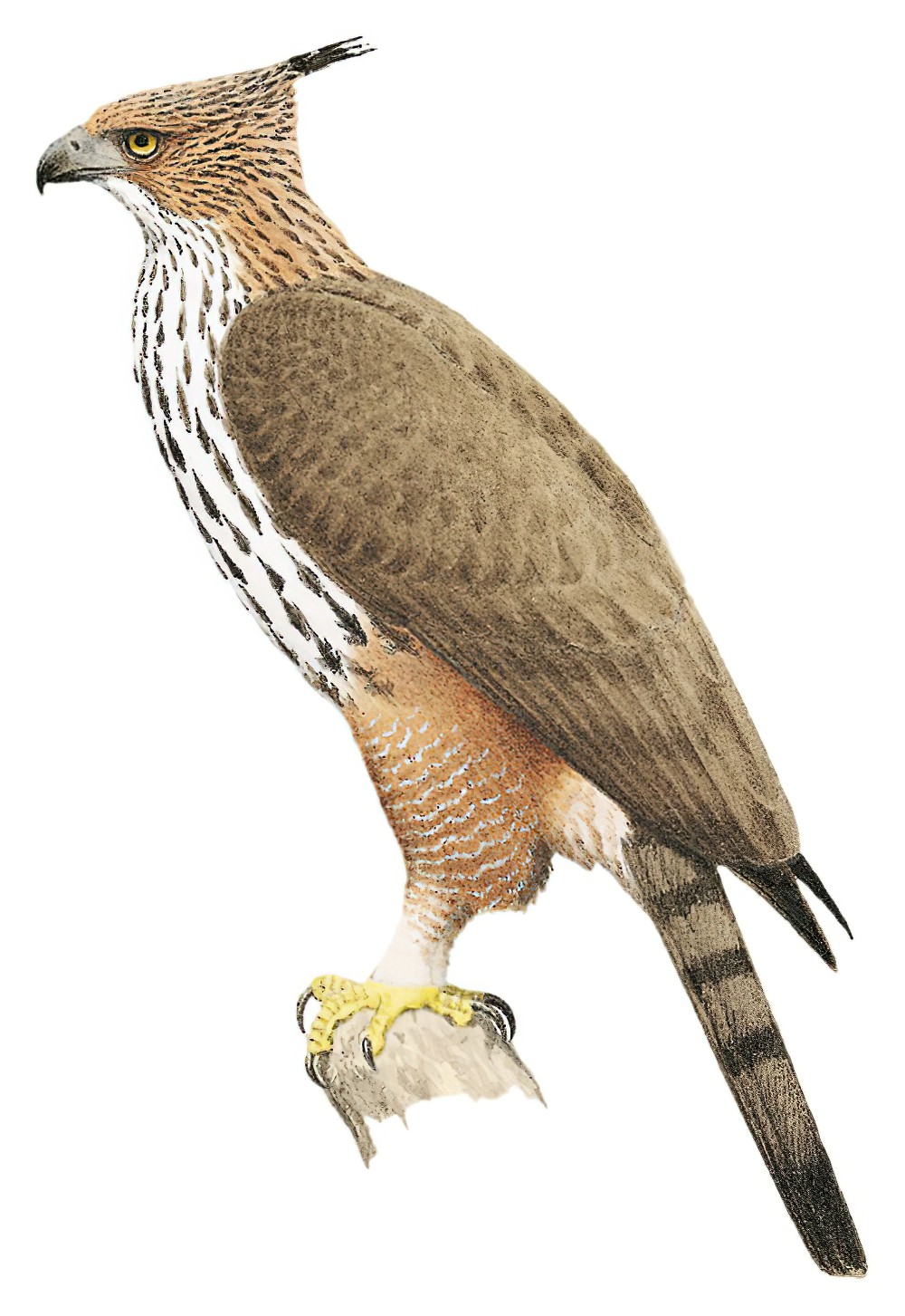 Changeable Hawk-Eagle / Nisaetus cirrhatus