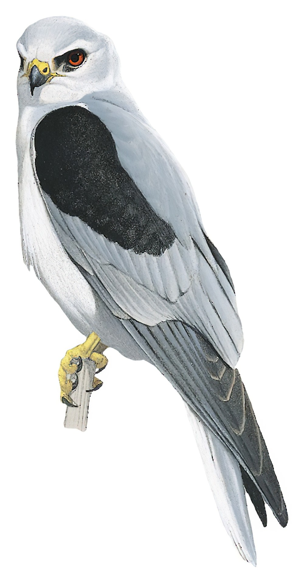 White-tailed Kite / Elanus leucurus