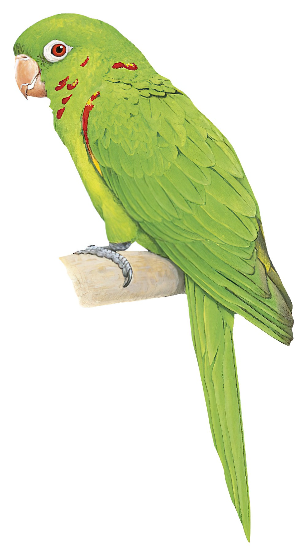 White-eyed Parakeet / Psittacara leucophthalmus