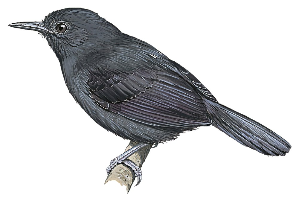 Blackish Antbird / Cercomacroides nigrescens