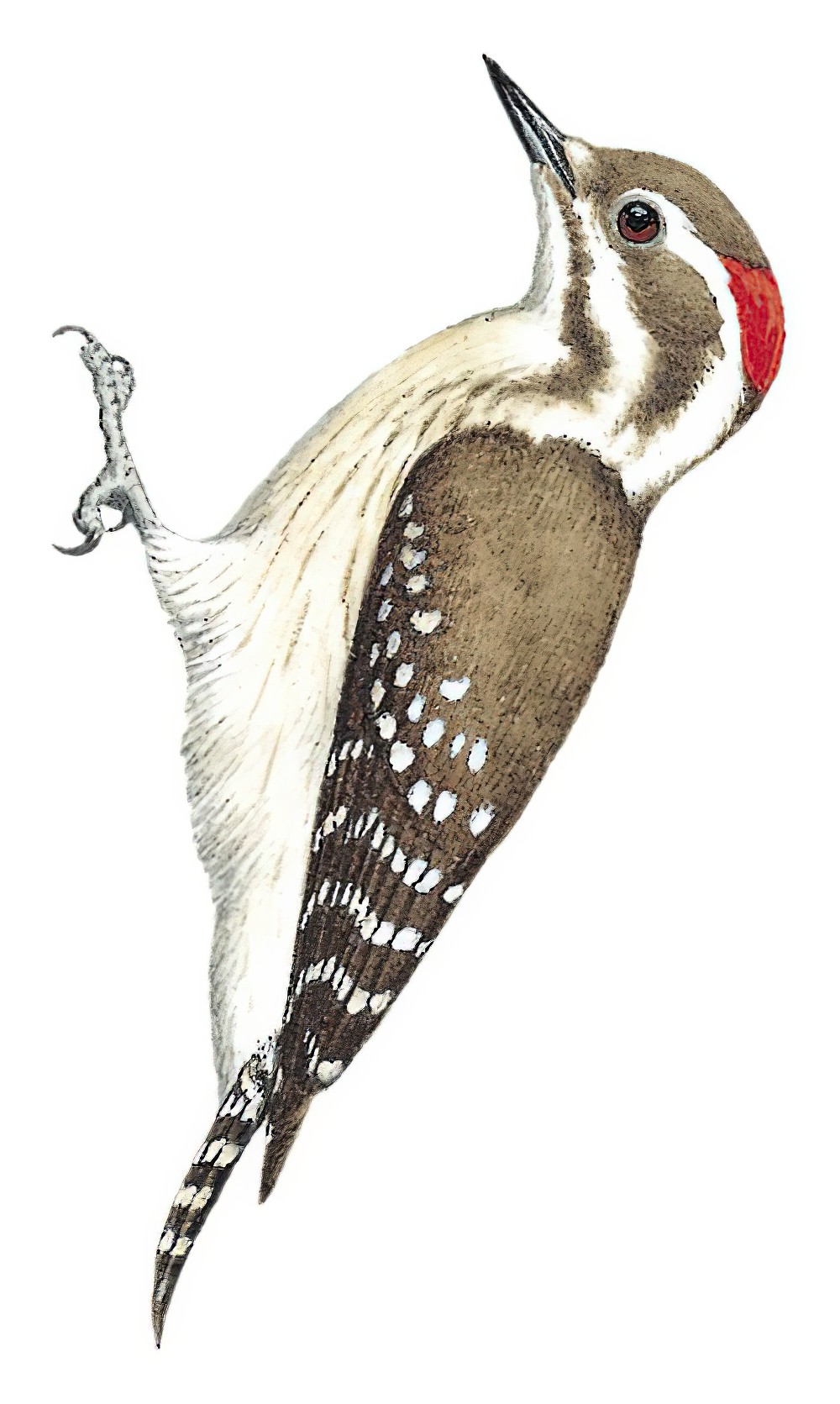 Brown-backed Woodpecker / Chloropicus obsoletus