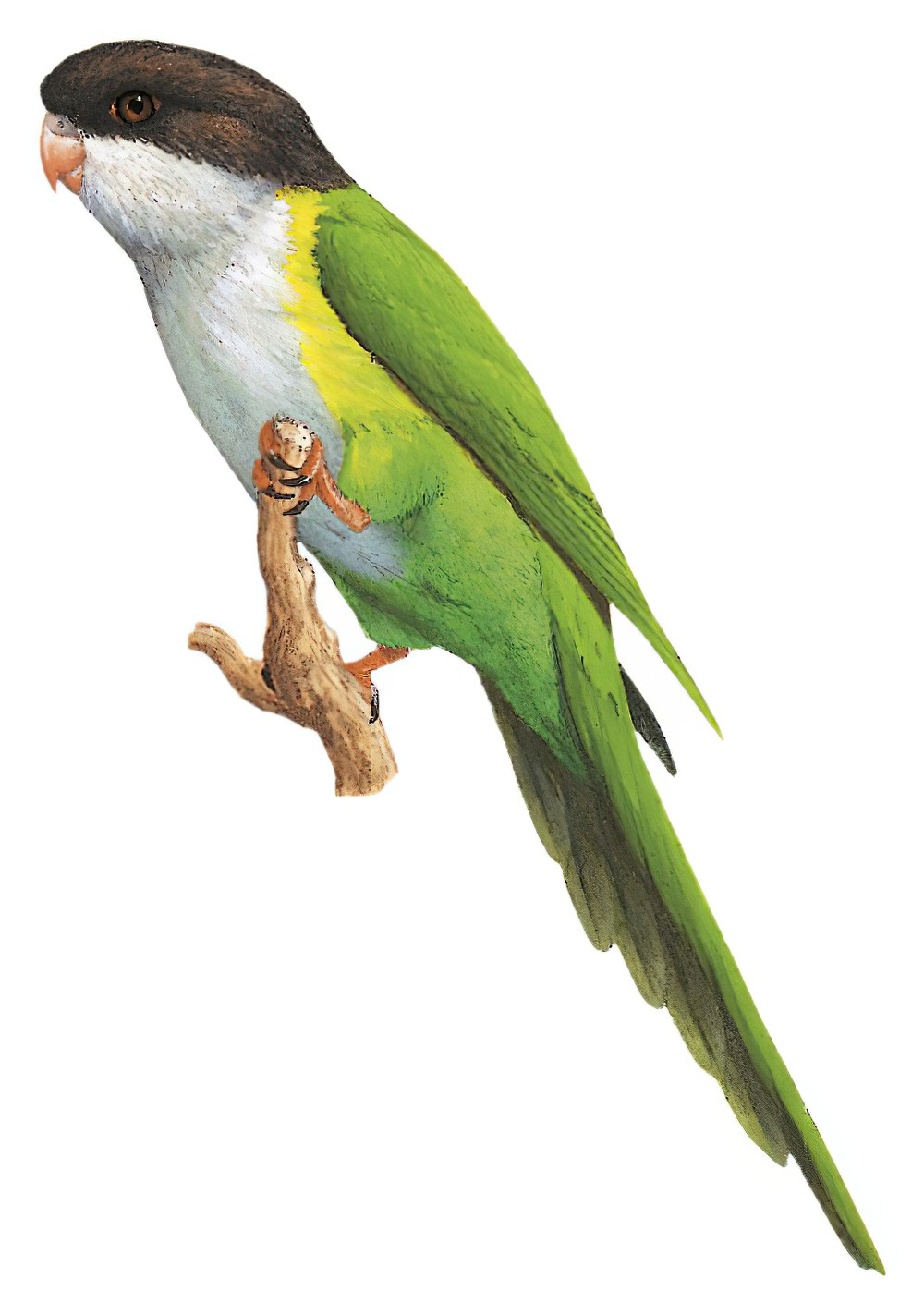 Gray-hooded Parakeet / Psilopsiagon aymara