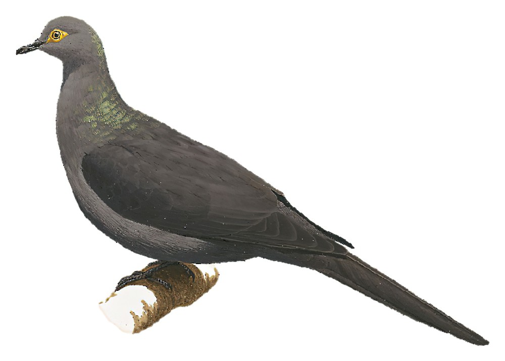 Slaty Cuckoo-Dove / Turacoena modesta