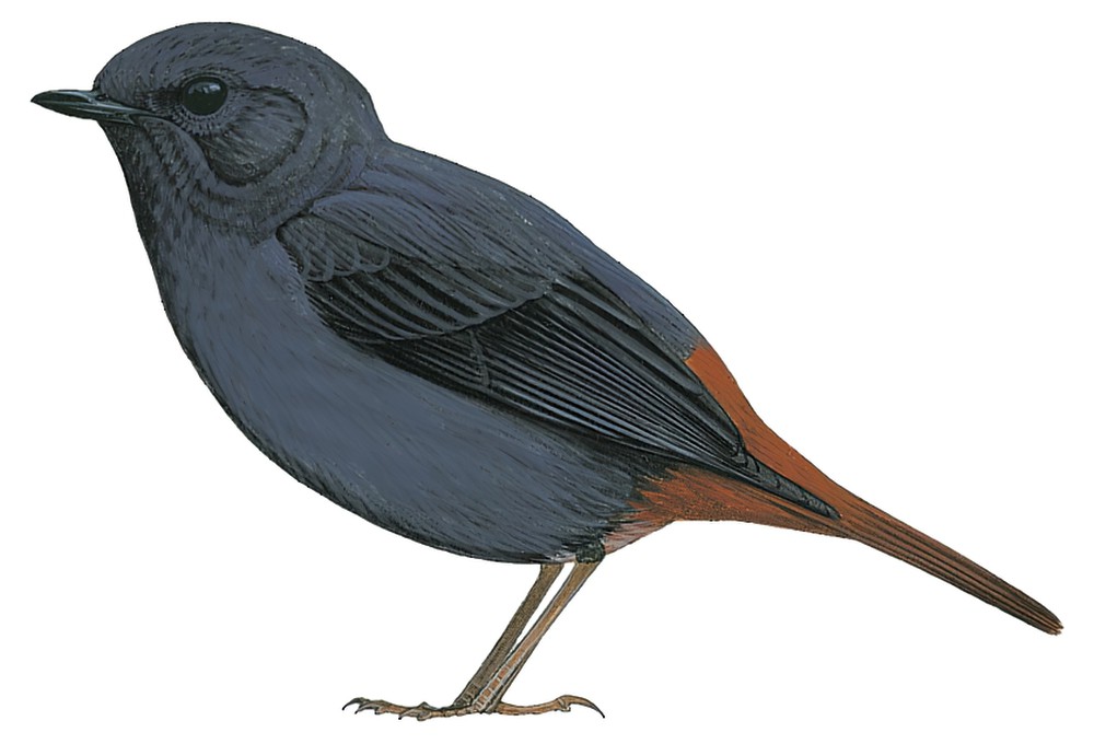 Plumbeous Redstart / Phoenicurus fuliginosus