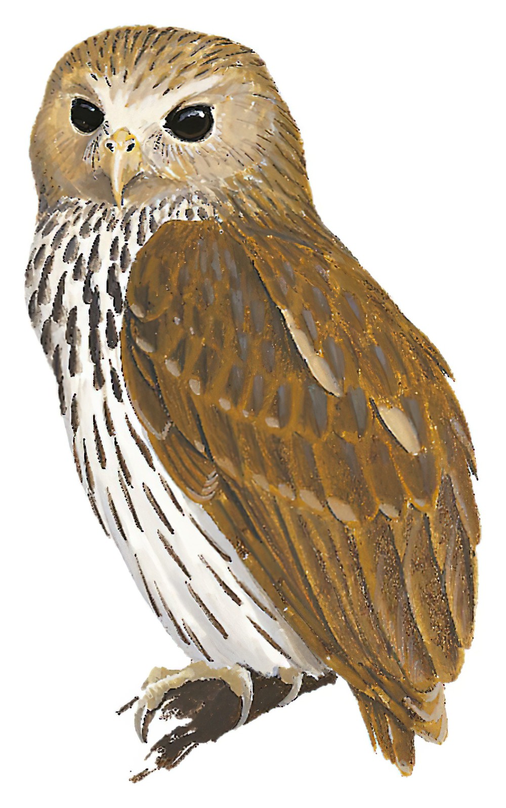 Vermiculated Fishing-Owl / Scotopelia bouvieri