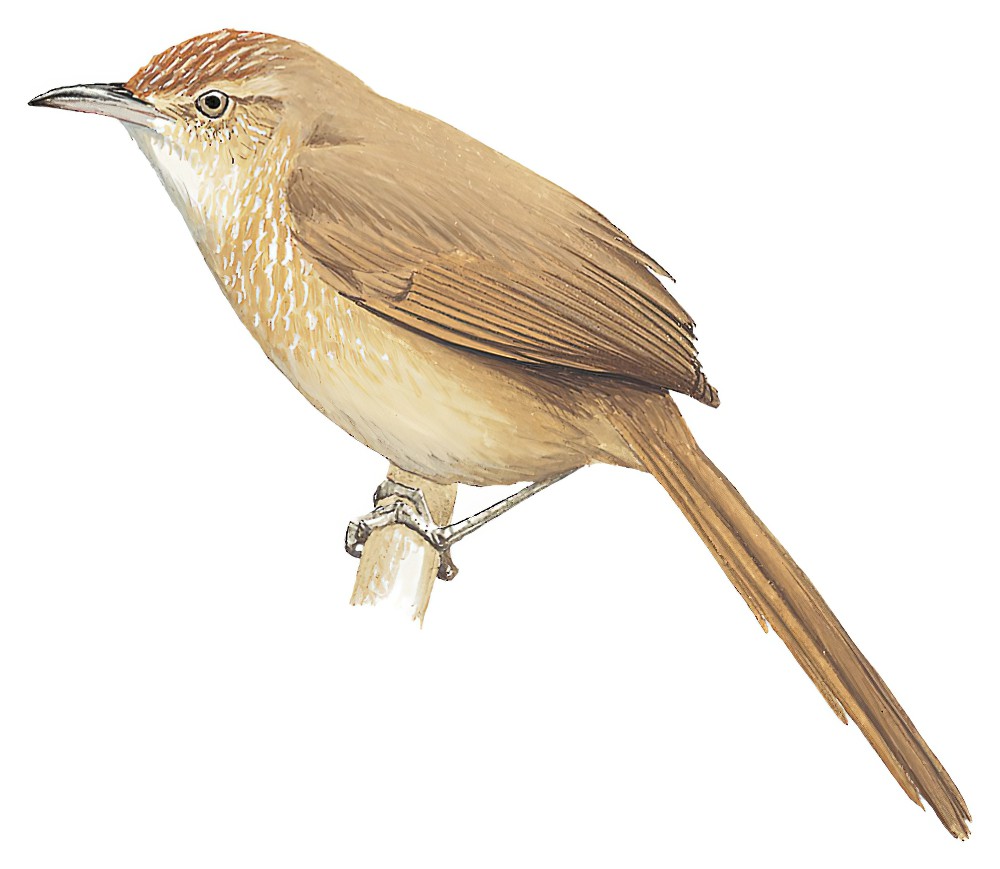 Spot-breasted Thornbird / Phacellodomus maculipectus