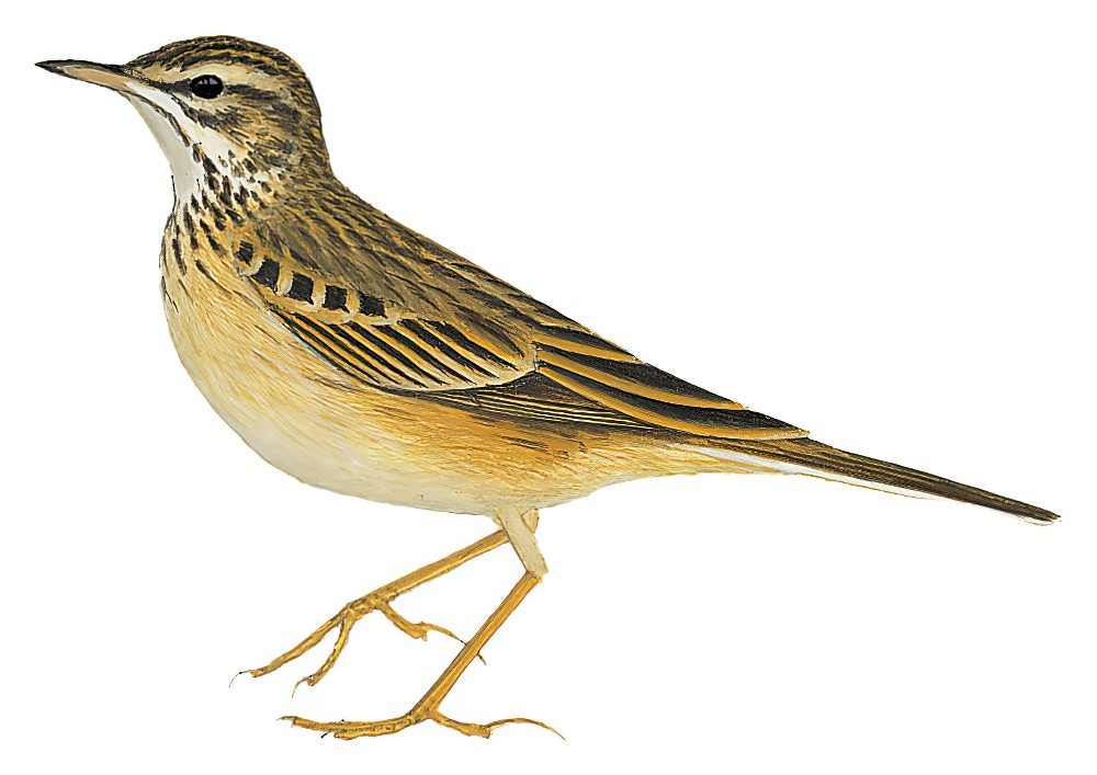 Mountain Pipit / Anthus hoeschi
