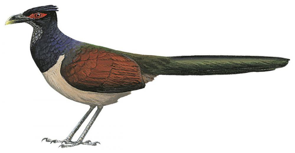 Rufous-winged Ground-Cuckoo / Neomorphus rufipennis