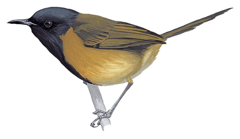 Black-capped Rufous-Warbler / Bathmocercus cerviniventris