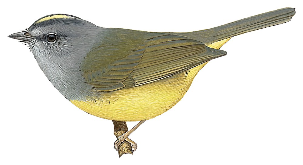 Gray-throated Warbler / Myiothlypis cinereicollis