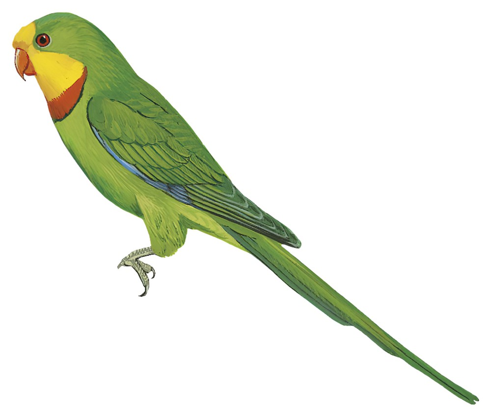 Superb Parrot / Polytelis swainsonii