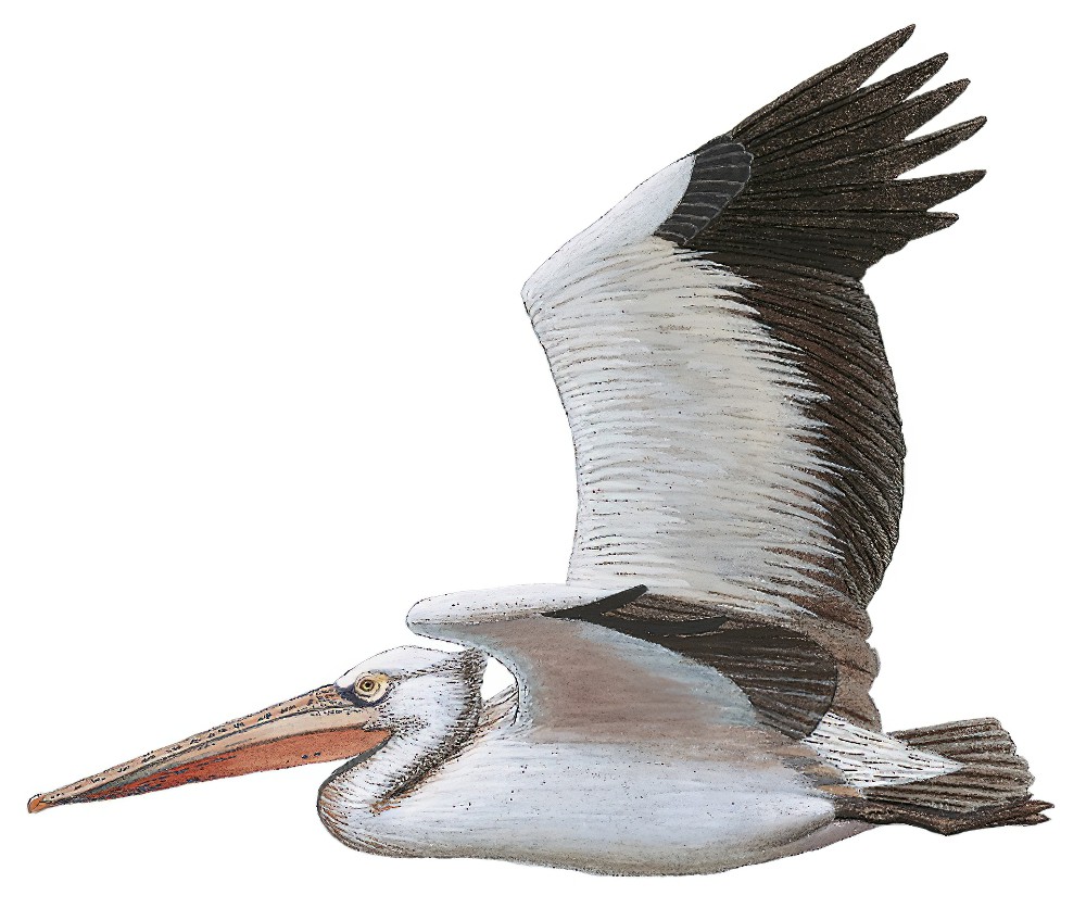 Spot-billed Pelican / Pelecanus philippensis