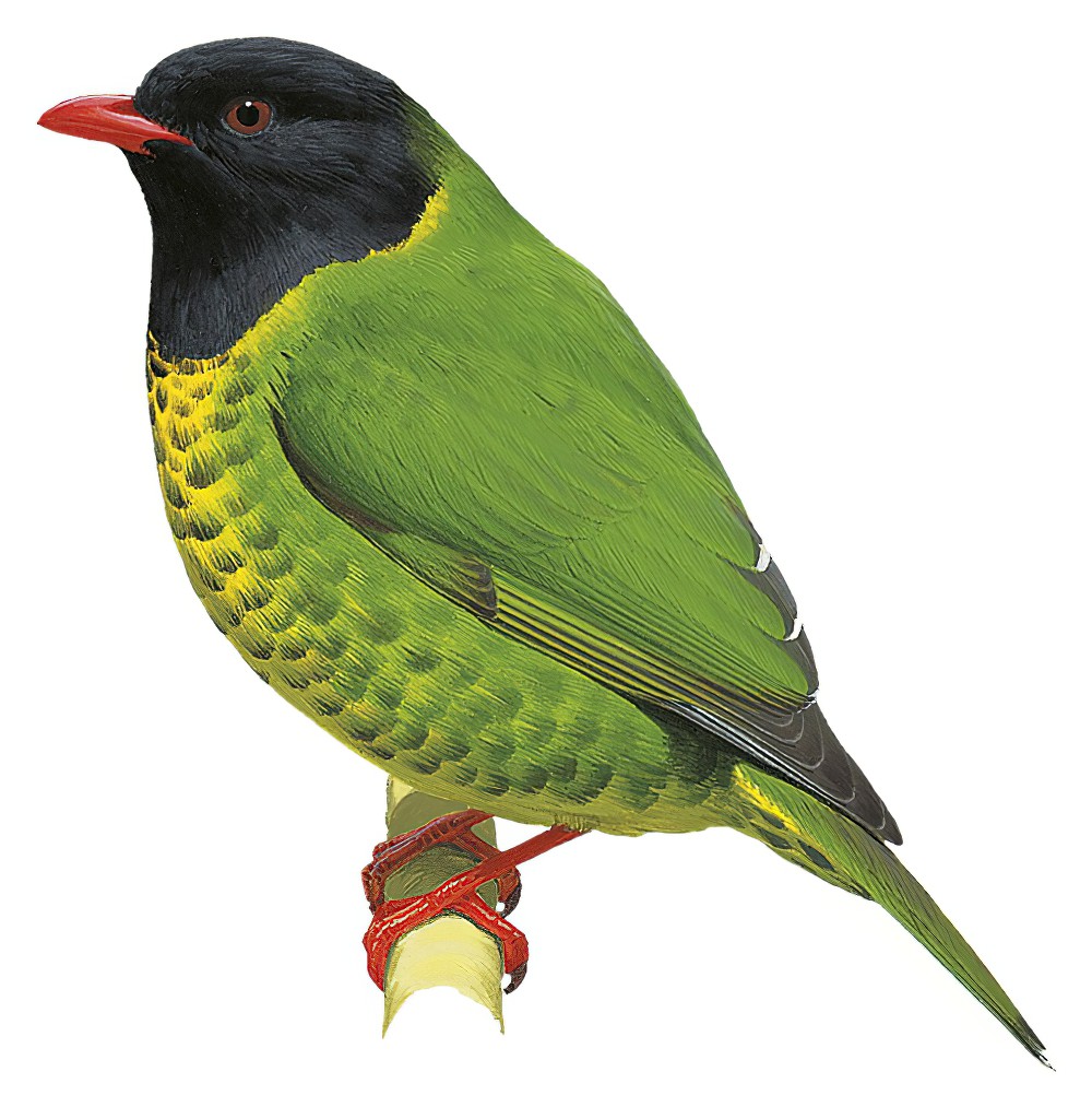 Band-tailed Fruiteater / Pipreola intermedia