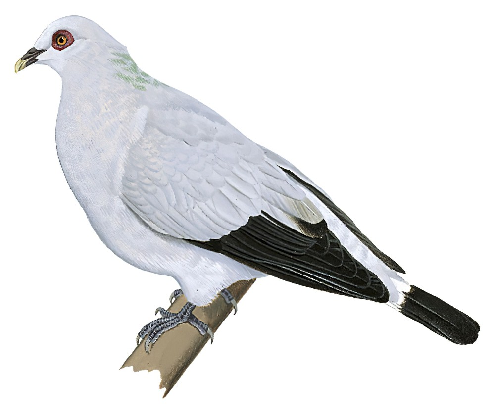 Silvery Wood-Pigeon / Columba argentina