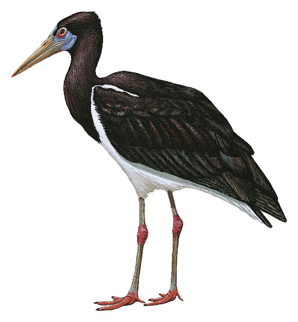 Abdim\'s Stork / Ciconia abdimii