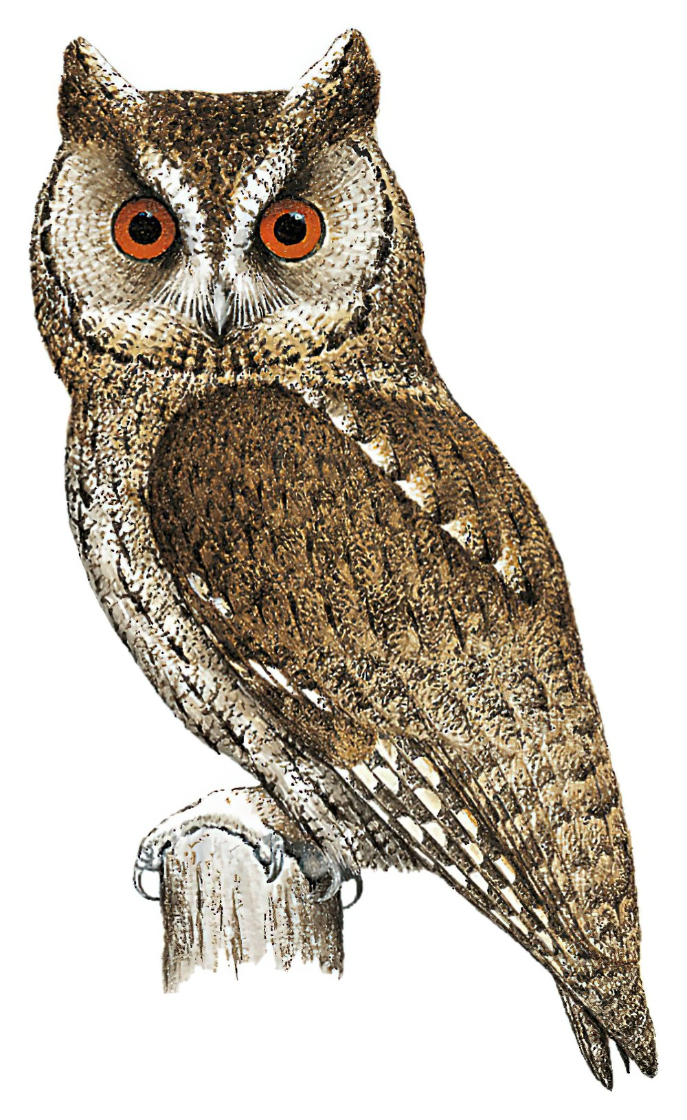 Japanese Scops-Owl / Otus semitorques