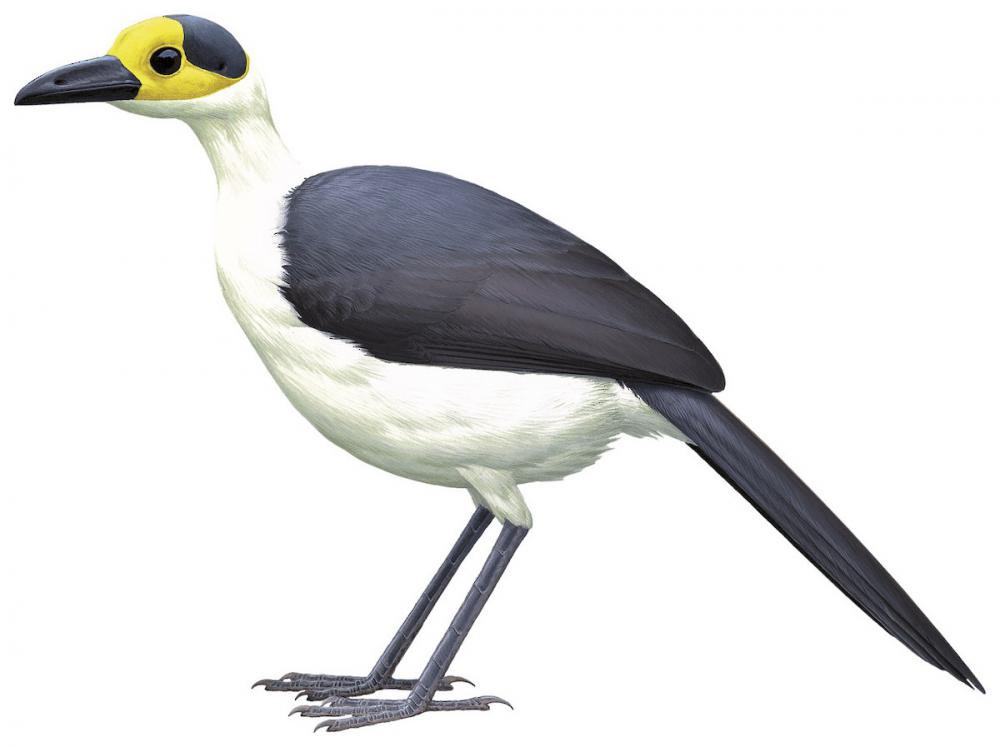 White-necked Rockfowl / Picathartes gymnocephalus