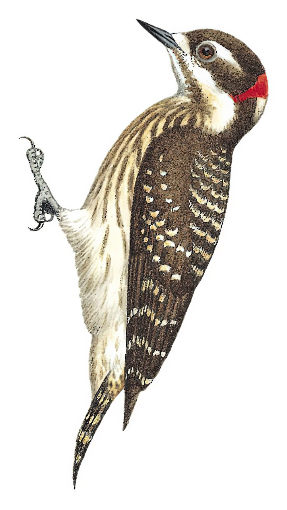 Sulawesi Woodpecker / Yungipicus temminckii