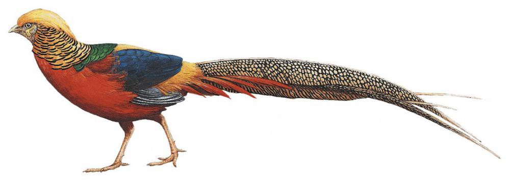 Golden Pheasant / Chrysolophus pictus