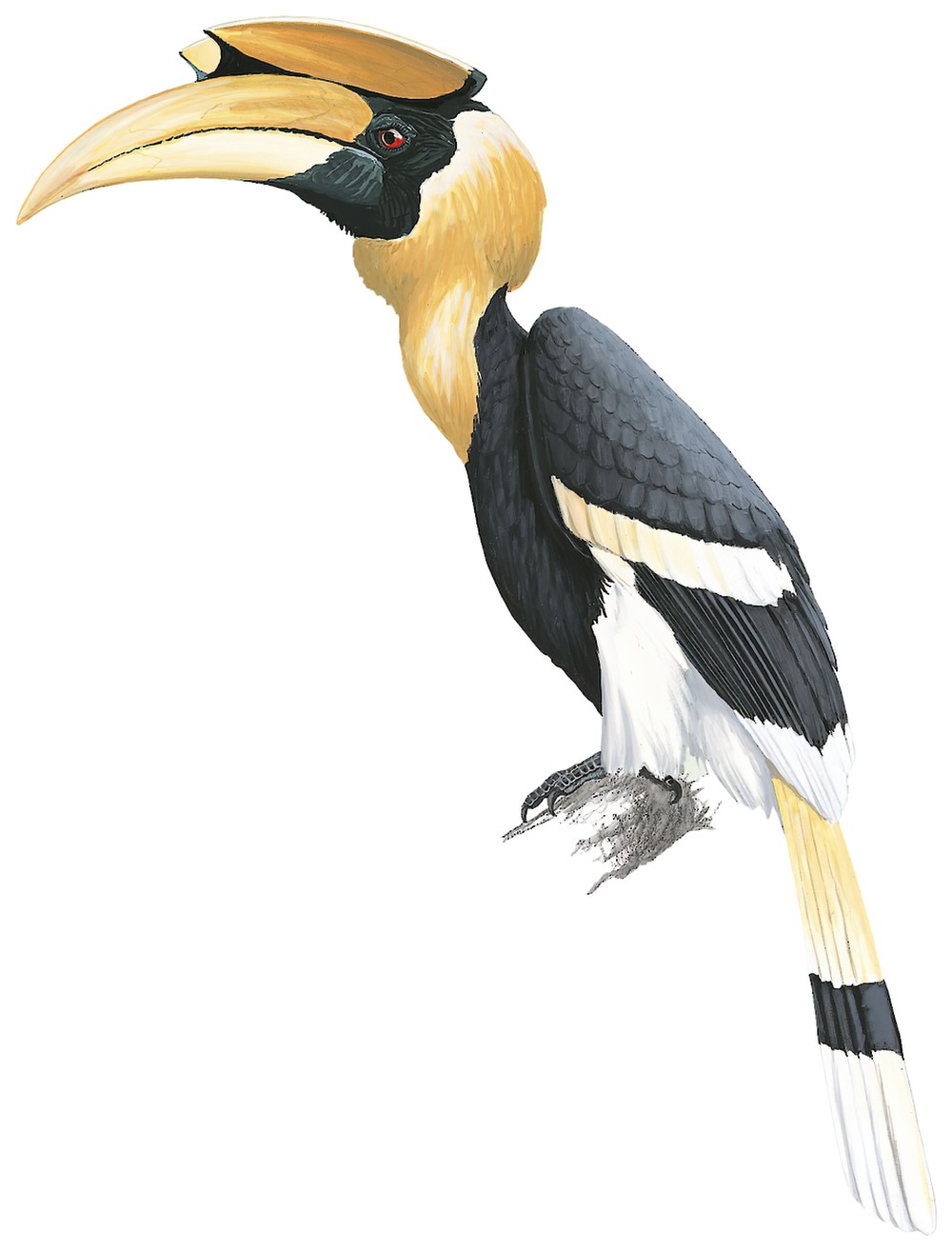 Great Hornbill / Buceros bicornis