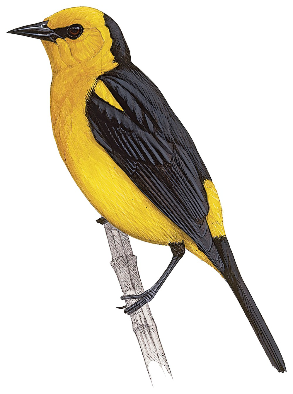 Saffron-cowled Blackbird / Xanthopsar flavus