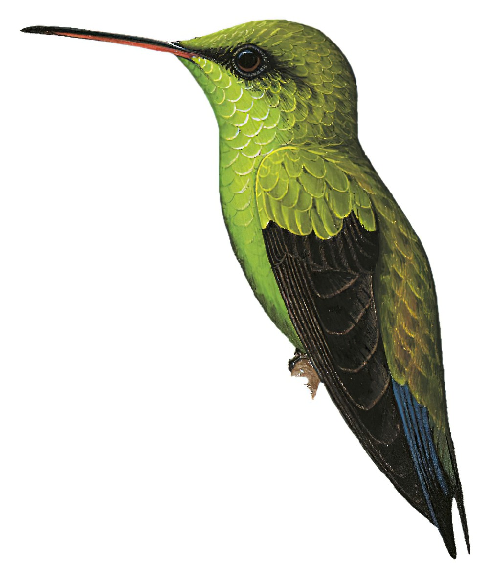 Shining-green Hummingbird / Lepidopyga goudoti