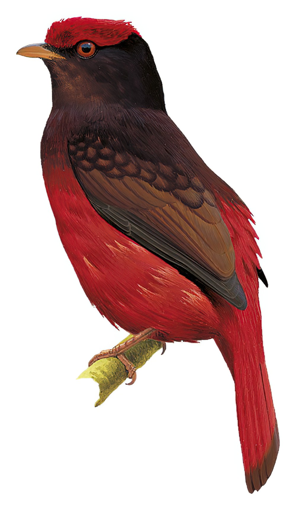 Guianan Red-Cotinga / Phoenicircus carnifex