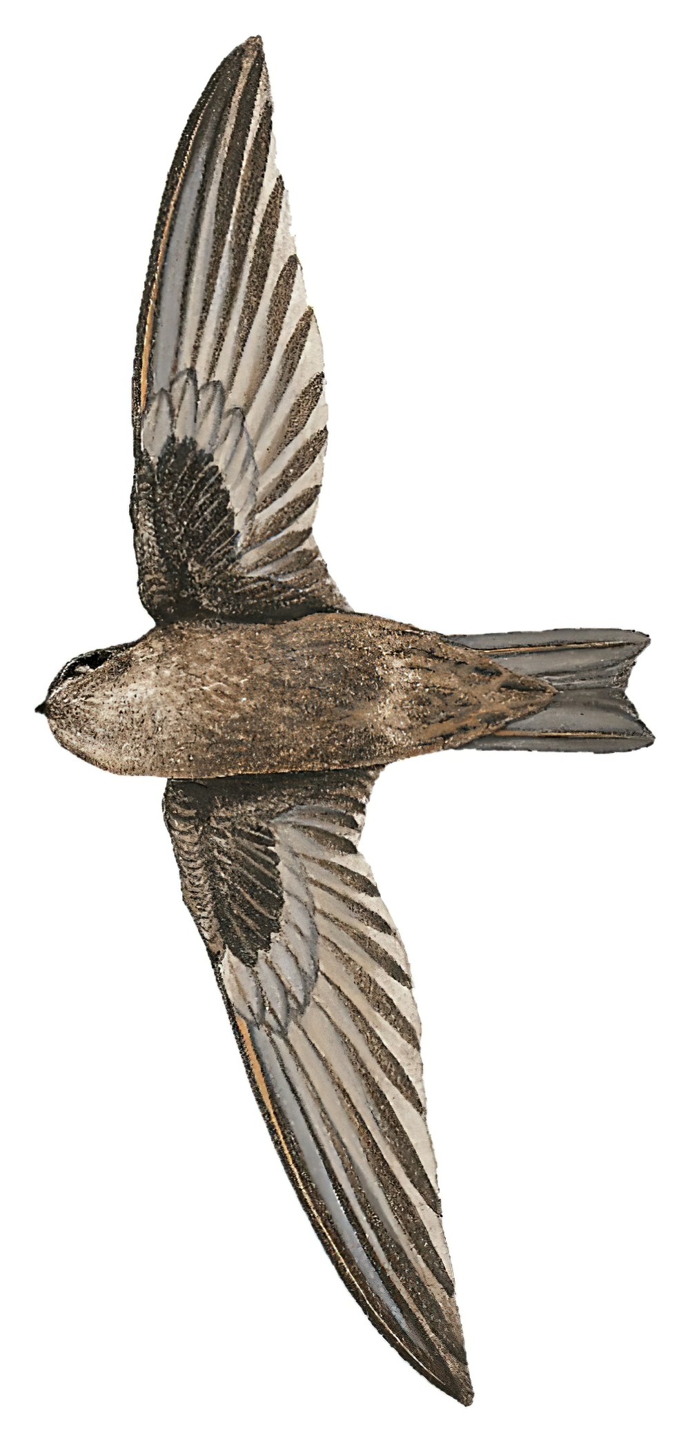 Palau Swiftlet / Aerodramus pelewensis