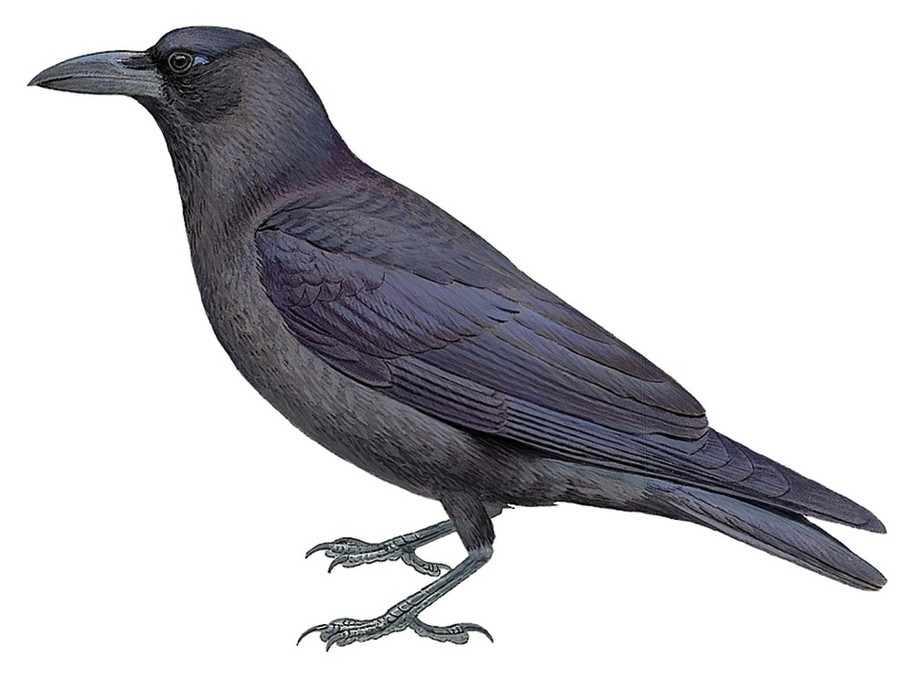 Slender-billed Crow / Corvus enca