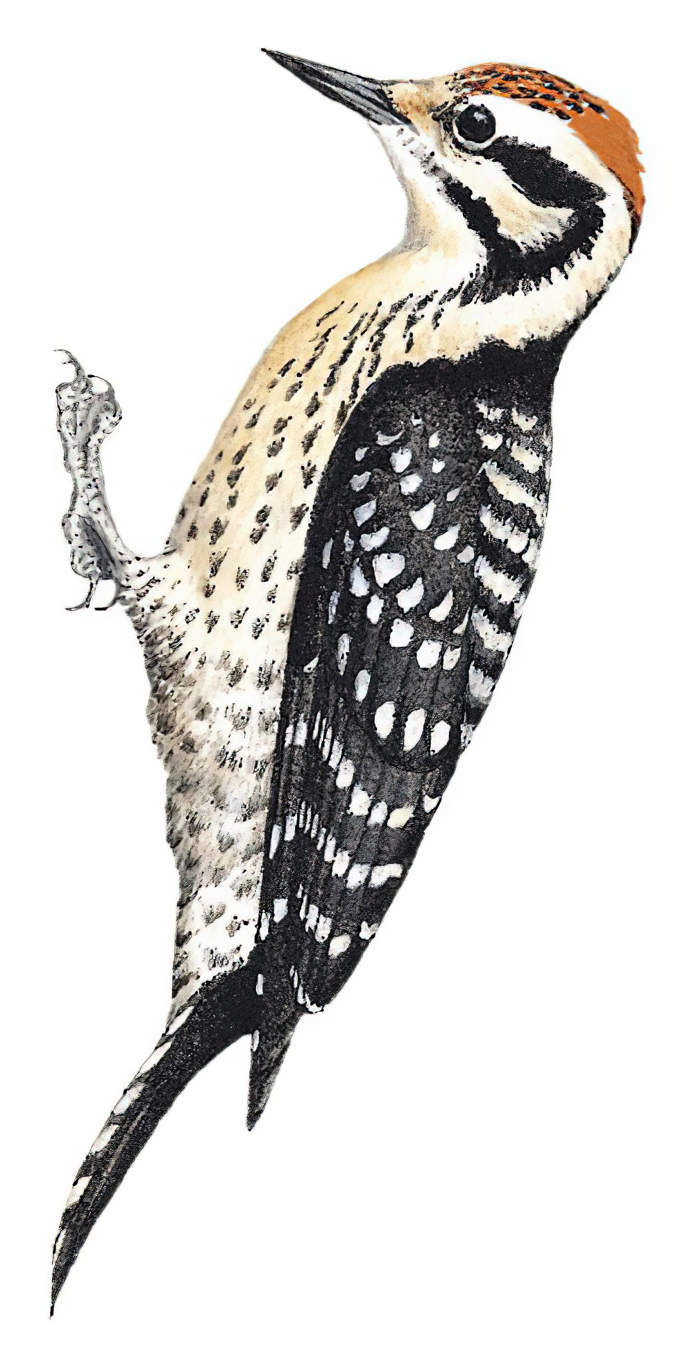 Ladder-backed Woodpecker / Dryobates scalaris