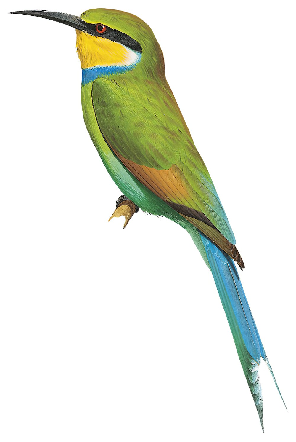 Swallow-tailed Bee-eater / Merops hirundineus