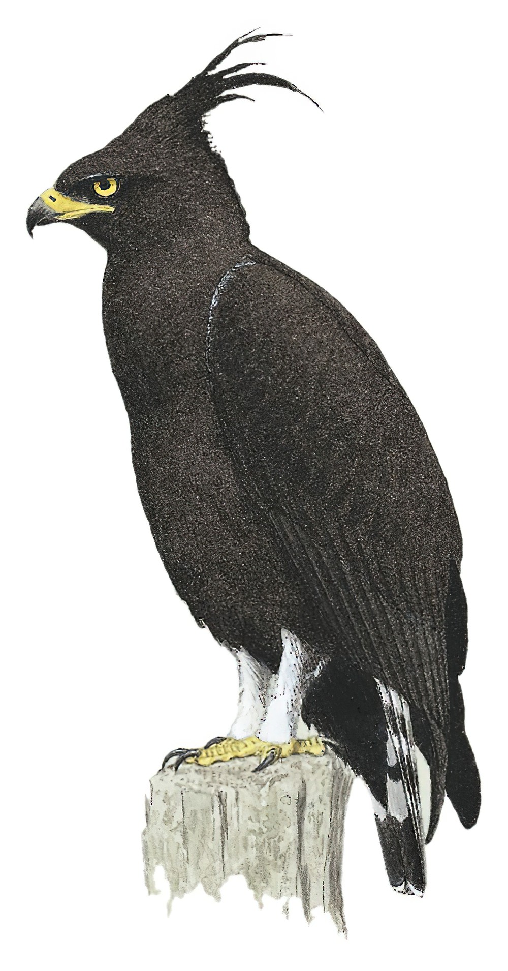 Long-crested Eagle / Lophaetus occipitalis