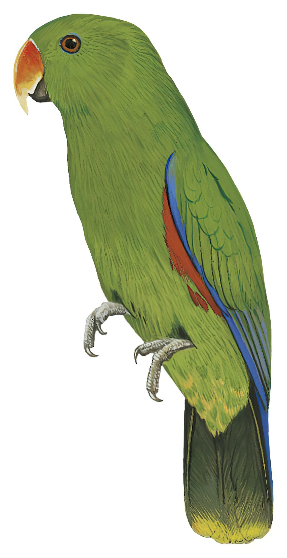 Eclectus Parrot / Eclectus roratus